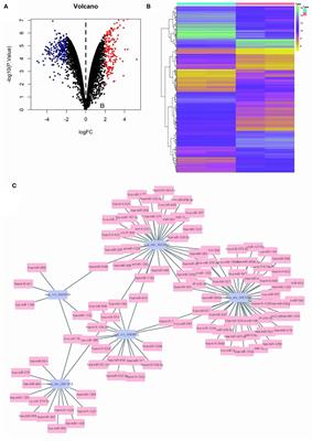 Bioinformatics Analysis of Stem Cell circ-ASB3 Signaling Pathway and Its Affection on Glioma Biological Characteristics